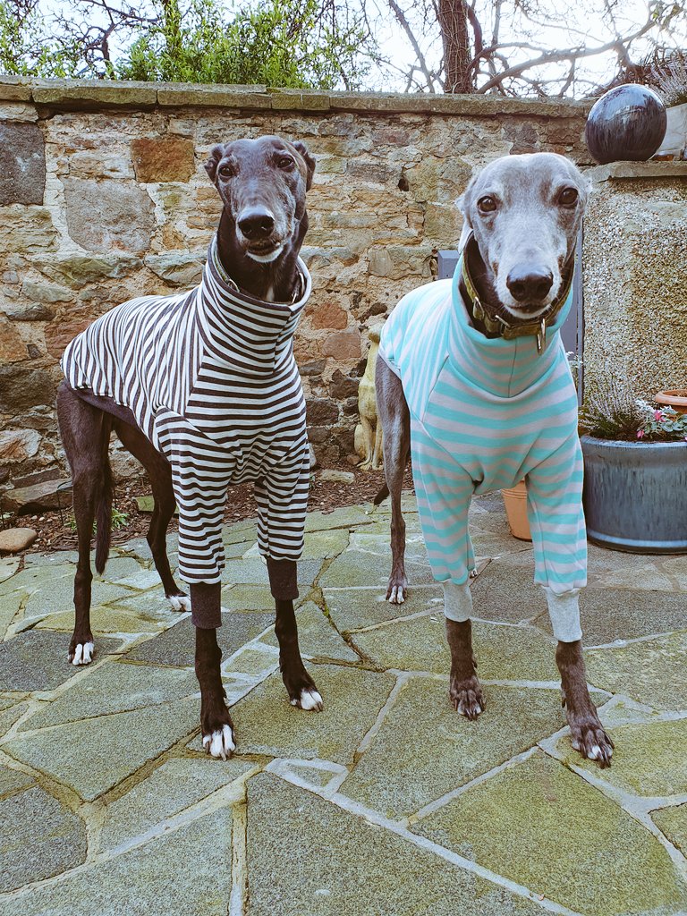 Now modelling their new jammies ... Oz and Len! 😂😂❤ #tuesdayvibe #dogs #dogsoftwitter #DogsAreFamily #houndtees