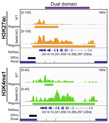 abarralw's tweet photo. Upon SETDB1 removal, dual domains lose both marks. They gain active #enhancer histone marks, #H3K27ac and #H3K4me1, and gain #3D contact with upregulated genes https://t.co/blttbtVbjT