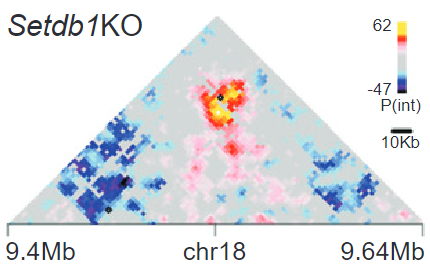 abarralw's tweet photo. Upon SETDB1 removal, dual domains lose both marks. They gain active #enhancer histone marks, #H3K27ac and #H3K4me1, and gain #3D contact with upregulated genes https://t.co/blttbtVbjT