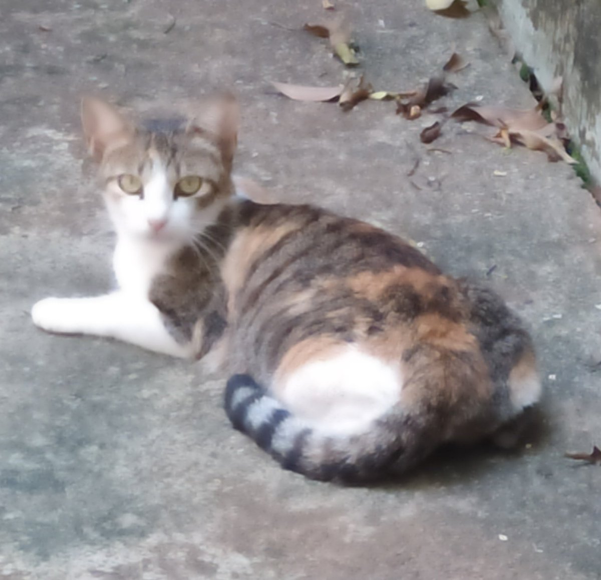 agrotoxicadms's tweet image. LAR TEMPORÁRIO
Uma senhora vai se mudar da casa que ela mora ESSA semana ainda e lá tem 2 gatos machos e 2 fêmeas que acabaram de parir, no total são 11 filhotes.
O barraco que ela mora vai ser demolido, n tem como nem a gente ir lá pra cuidar. Ela não tem condição nenhuma tb...