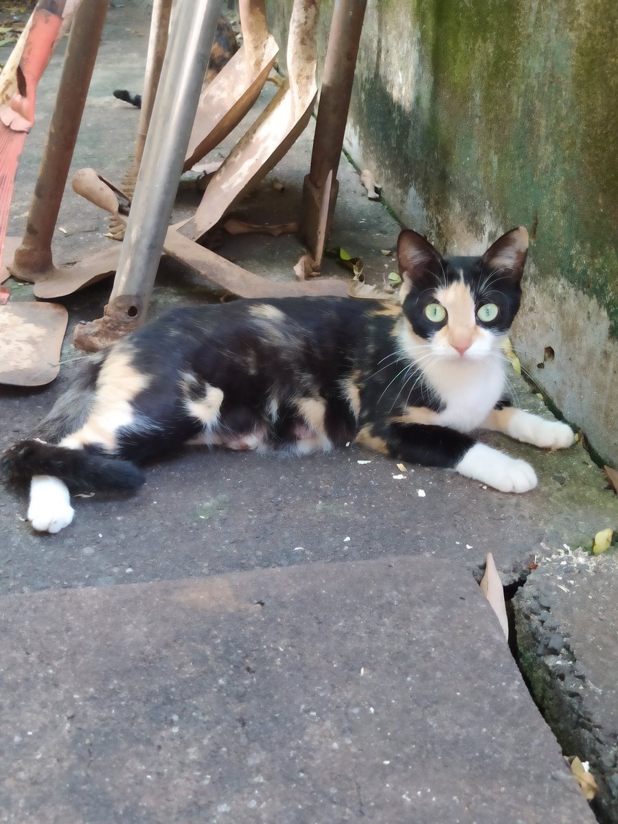 agrotoxicadms's tweet image. LAR TEMPORÁRIO
Uma senhora vai se mudar da casa que ela mora ESSA semana ainda e lá tem 2 gatos machos e 2 fêmeas que acabaram de parir, no total são 11 filhotes.
O barraco que ela mora vai ser demolido, n tem como nem a gente ir lá pra cuidar. Ela não tem condição nenhuma tb...