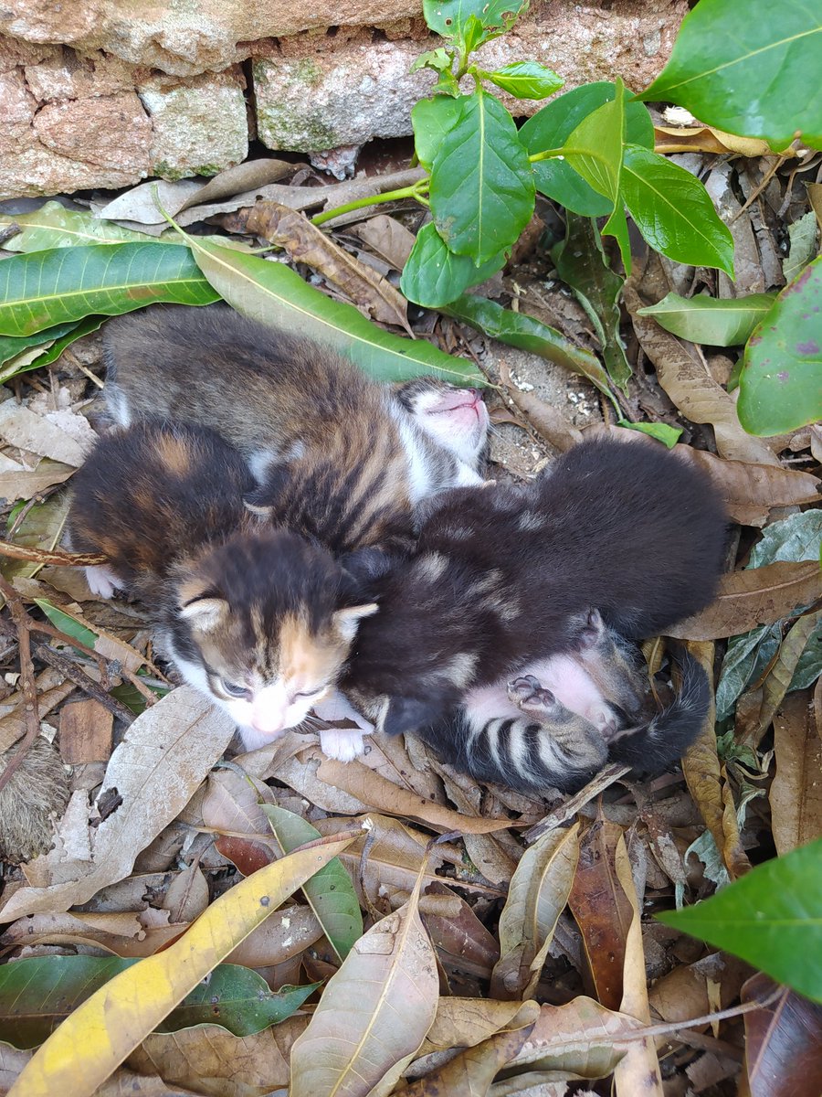 agrotoxicadms's tweet image. LAR TEMPORÁRIO
Uma senhora vai se mudar da casa que ela mora ESSA semana ainda e lá tem 2 gatos machos e 2 fêmeas que acabaram de parir, no total são 11 filhotes.
O barraco que ela mora vai ser demolido, n tem como nem a gente ir lá pra cuidar. Ela não tem condição nenhuma tb...