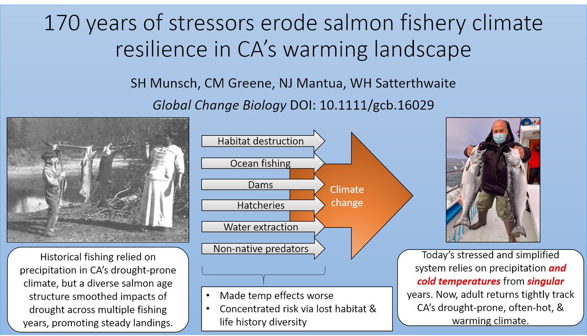 New paper w/@satterwill: Loss of diverse, functional habitats &amp; life histories can erode resources' climate resilience across landscapes &amp; human generations, as shown empirically by salmon fishing &amp; industrialization in California, ~1850-present. onlinelibrary.wiley.com/doi/full/10.11…