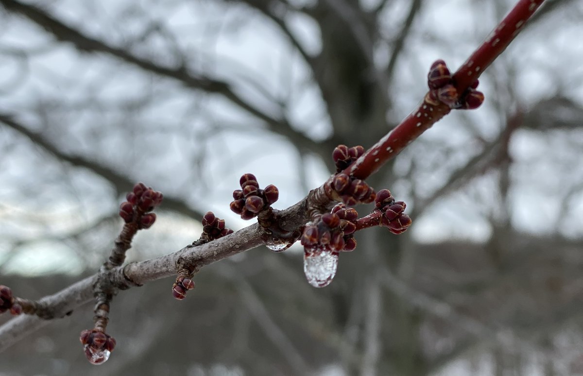 Please share: we are recruiting for a PhD student that will be working on a project on modeling plant cold hardiness and spring phenology, co-advised by me and <a href="/mmmmchen/">Min Chen</a>. Fully funded position starting in the Fall of 2022. Please send CV to al.kovaleski@wisc.edu