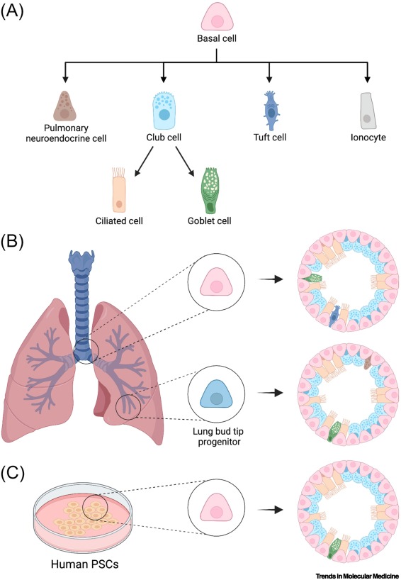 Trends in Molecular Medicine tweet media