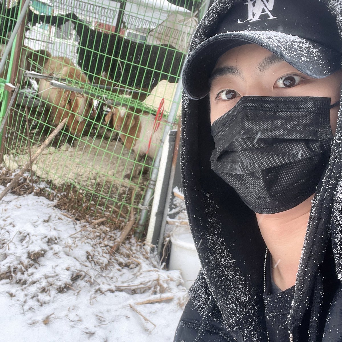 kokingkang's tweet photo. 연습 리허설 간 곳에 염소 등장?
#일상 https://t.co/ynwuXaeU06