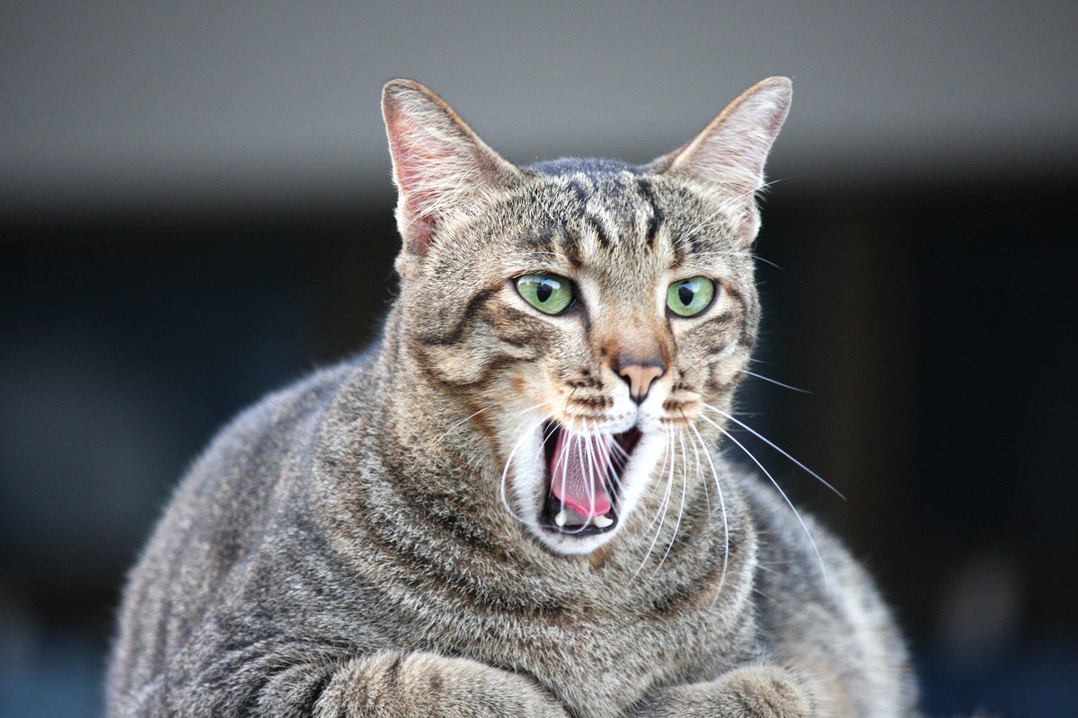 NDA_Association's tweet photo. February is Pet Dental Health Month! Remember to take care of your fur babies’ teeth, too!
#PetDentalHealthMonth https://t.co/Or3yYLIPDO