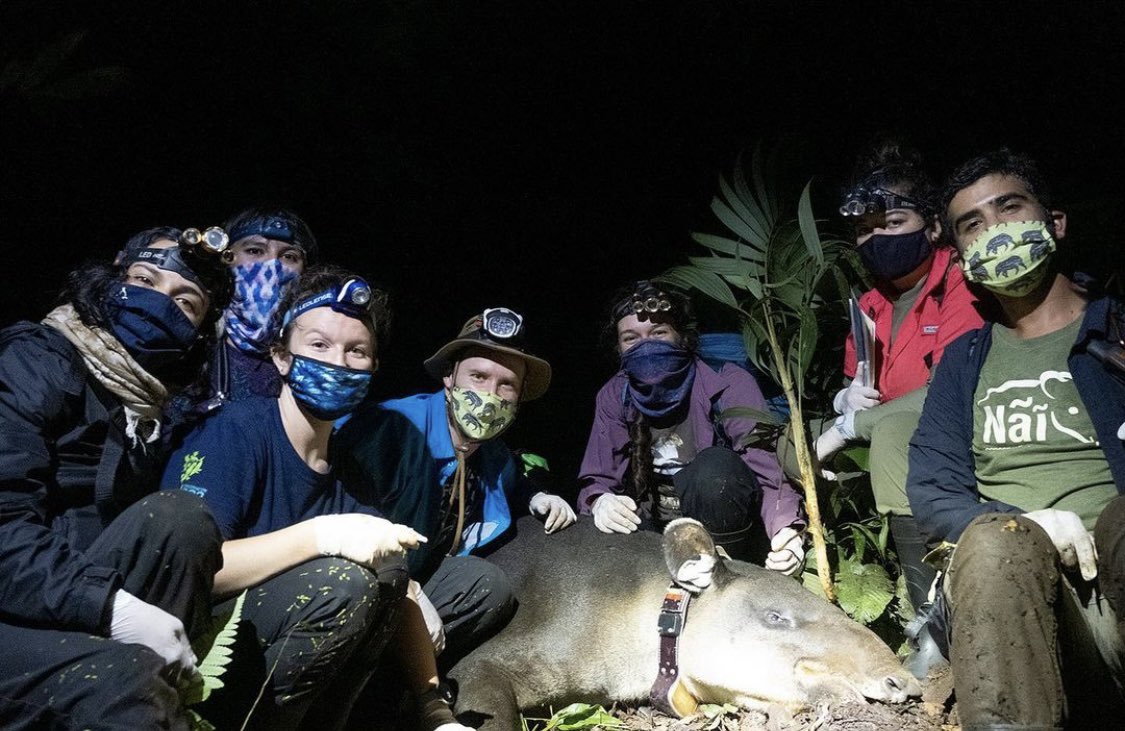 TRACKING ELUSIVE #TAPIRS!🍃At #Osaconservation &amp; <a href="/cr_wildlife/">Costa Rica Wildlife Foundation</a>, we track endangered Baird's tapirs w/ GPS collars to assess movement &amp; habitat usage. This helps focus #restoration efforts &amp; increase community engagement w/ these #ecosystem engineers.
📸: Frank Rosell &amp; David Vela