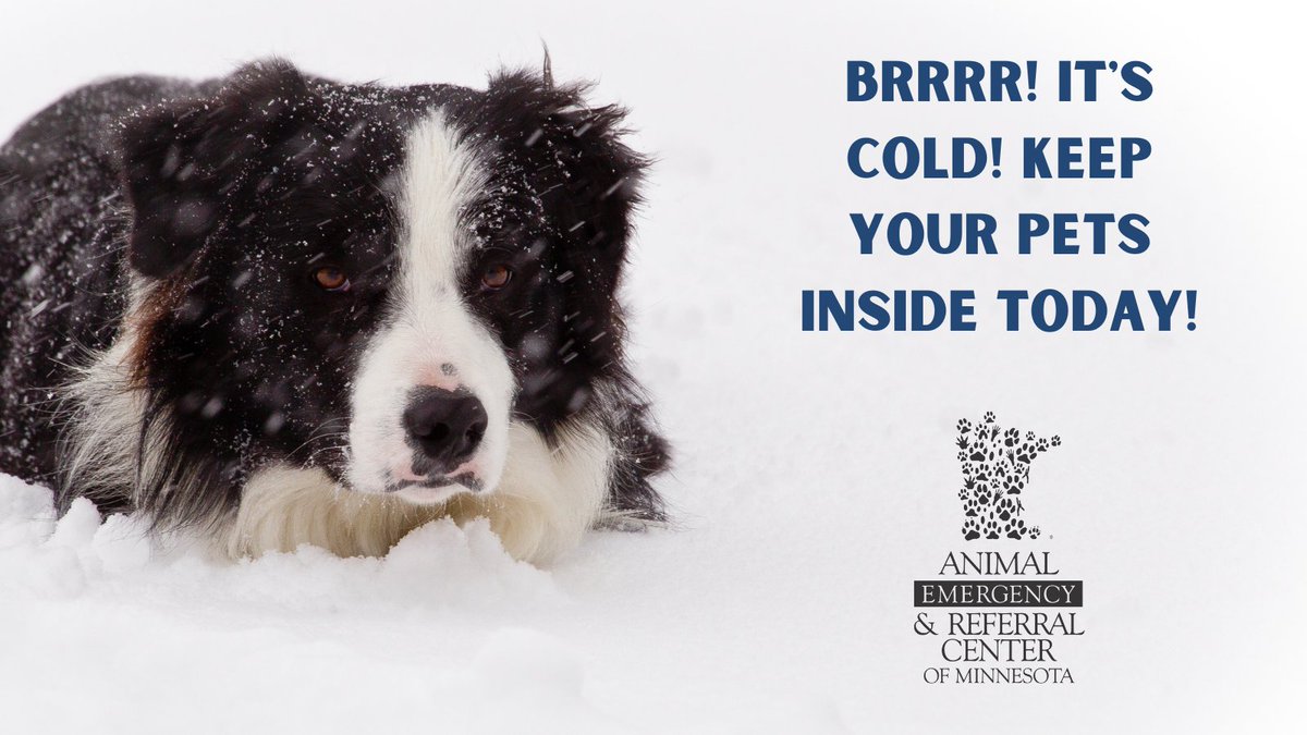 Like humans, our pets are at risk of hypothermia & frostbite. So keep your pets safe from the cold weather by keeping them inside! Find cold weather pet safety tips here: https://t.co/lvxEBYlnqa
#minnesota #pets https://t.co/GvZbv3u57p