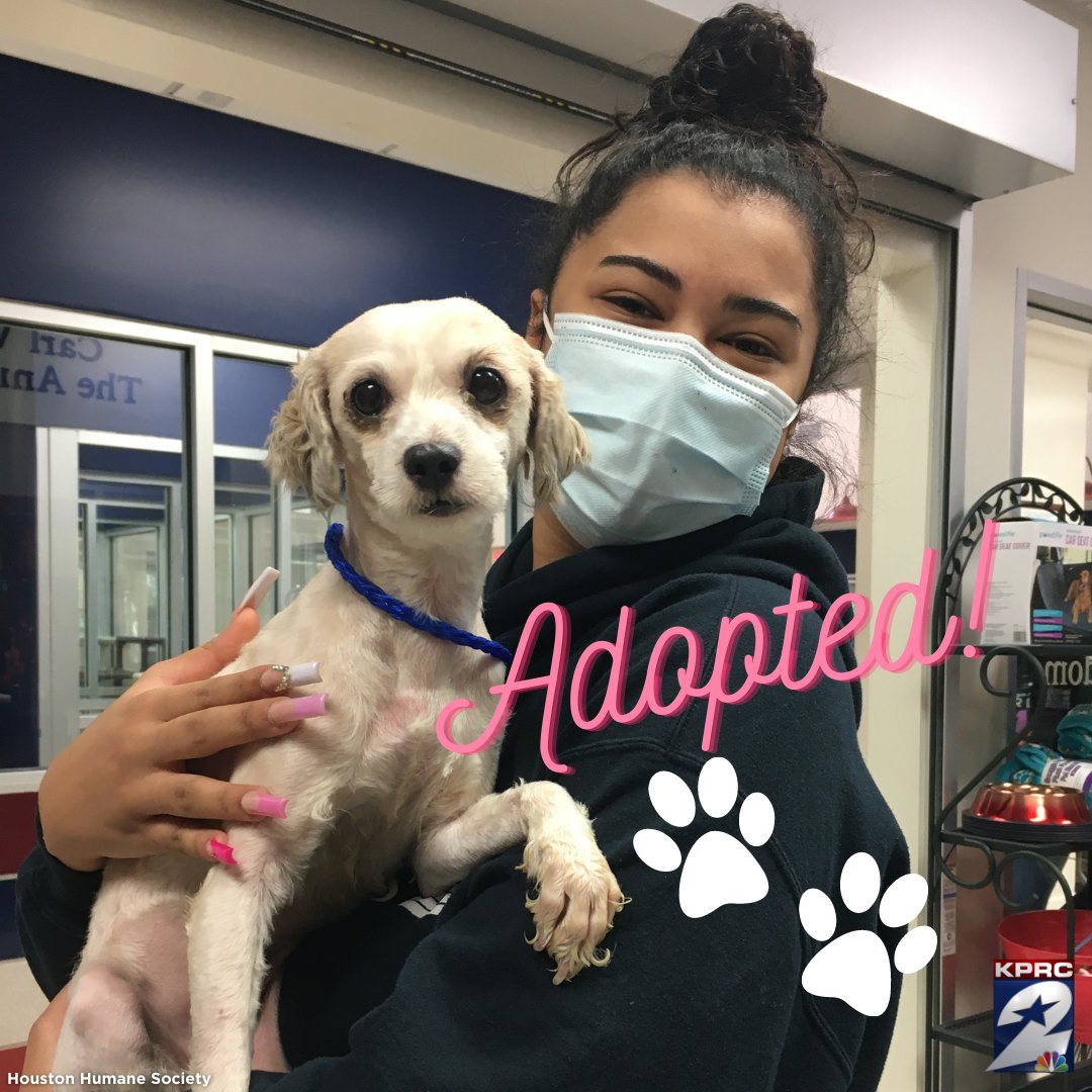 KPRC2's tweet photo. A little over a week ago, Sahara was featured as part of our #KPRC2PetProject w/ @HoustonHumane after being rescued from a hoarding case.

Now, we're so excited to say she and almost all of her 51 siblings have been adopted! 😊💕

For more pups to adopt: https://t.co/SsOWUonOiX https://t.co/YLVXwZejv4
