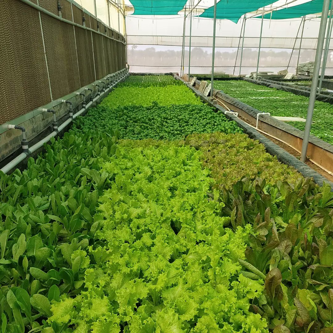 Tri-colors of a hydroponic farmer!
#hydroponics #indianhydroponics #Farmers #farming #Chhattisgarh #ChhattisgarhNews #GreenPlanet #agriculture #NoFilters