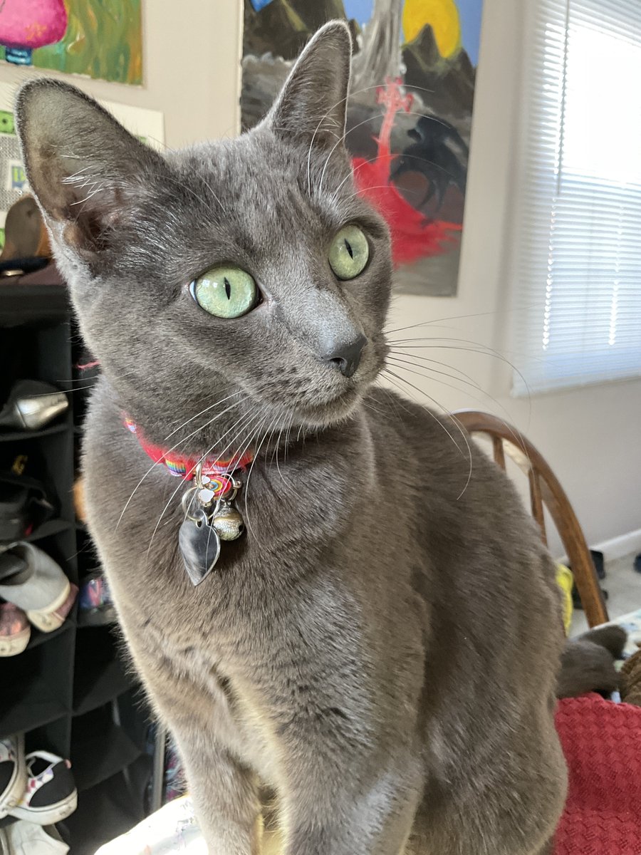 SP4MTONGSPAMTON's tweet image. // it’s mun’s cat tuesday you know what that means