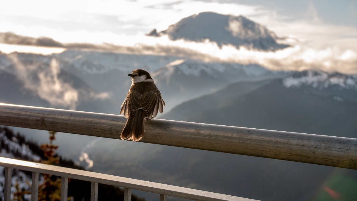Crystal Mountain tweet media