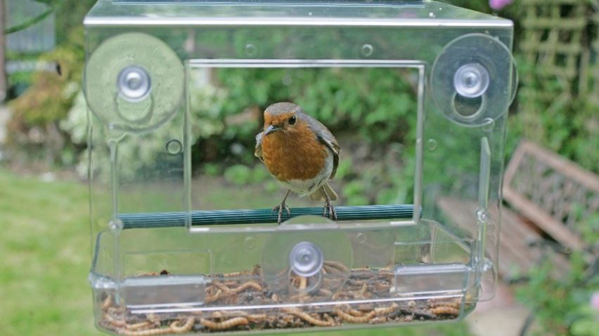 EllisonPrimary's tweet image. Be wowed by your local wildlife. Big Garden Birdwatch is for everyone, whether you&apos;re a complete beginner or an expert. Simply count the birds you see in your garden, from your balcony or in your local park for one hour between 28 and 30 January. #ellisonscience #ellisoncommunity