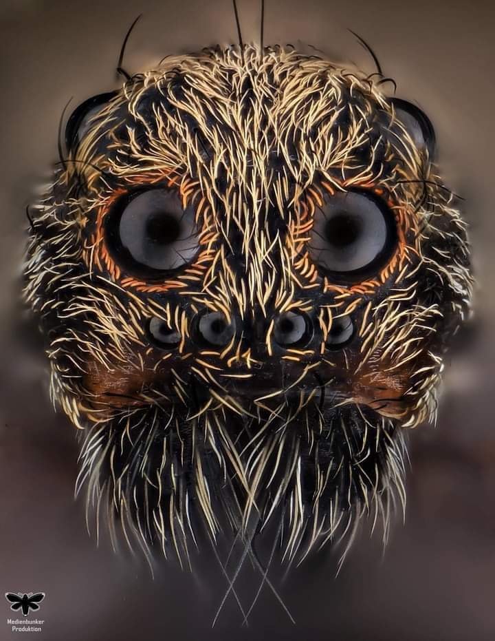 Extreme close up of a Wolf Spider (Lycosidae).
you're welcome.