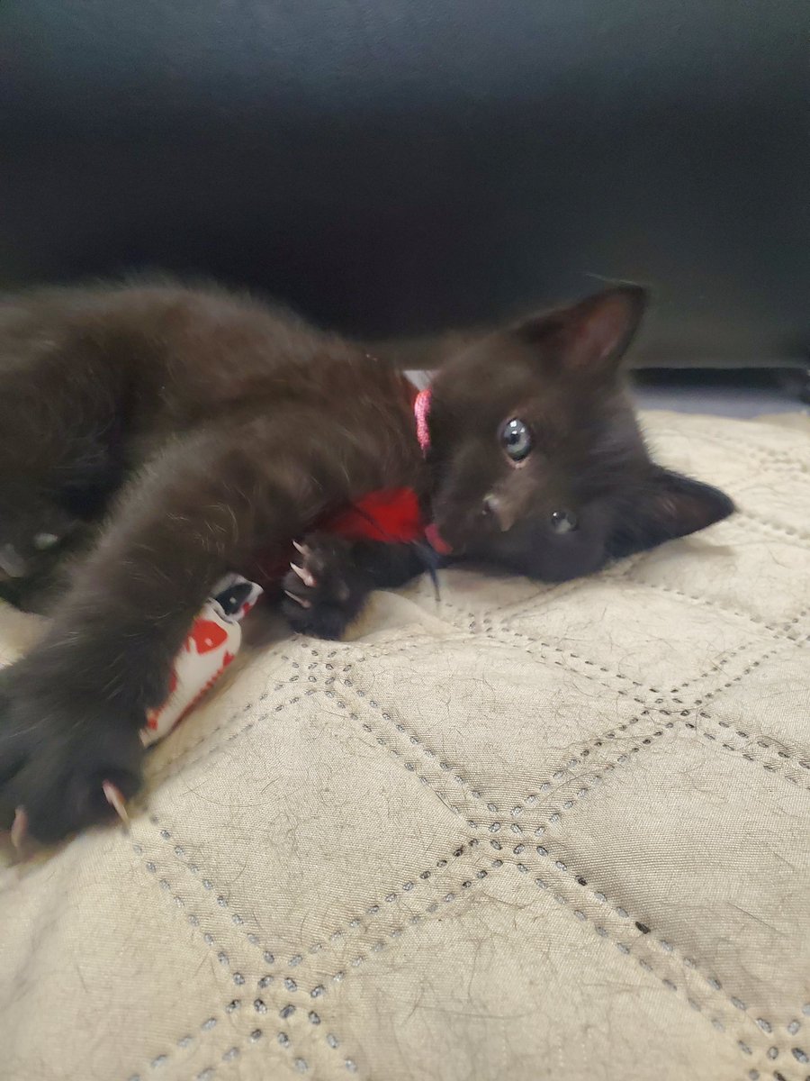 Need help naming our new baby. Female. Something unique. We've already ruled out Luna, Onyx. Our older cat is named Eadgyth (Edith) so nothing that starts with an E.