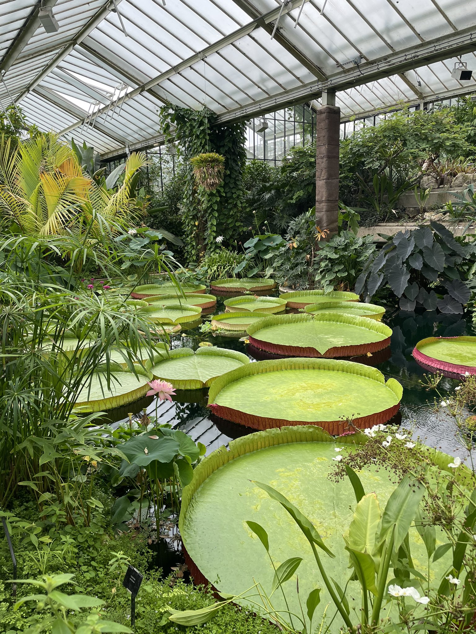 Masami Royal Botanic Gardens Kew 植物園 サボテン可愛い イギリス満喫旅記録 Yms21 Yms T Co C7zr3i2cq1 Twitter