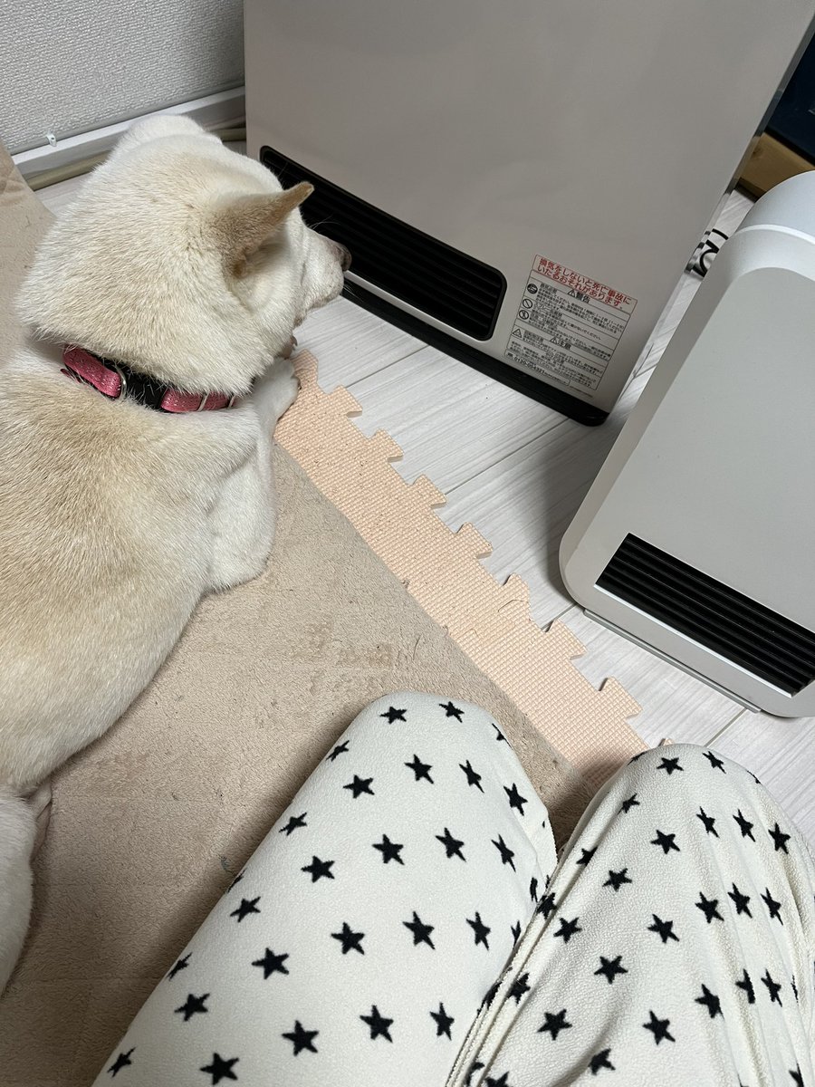 mayumi1243's tweet photo. ひとり一台ずつ。 https://t.co/DX5mrvB7Dg