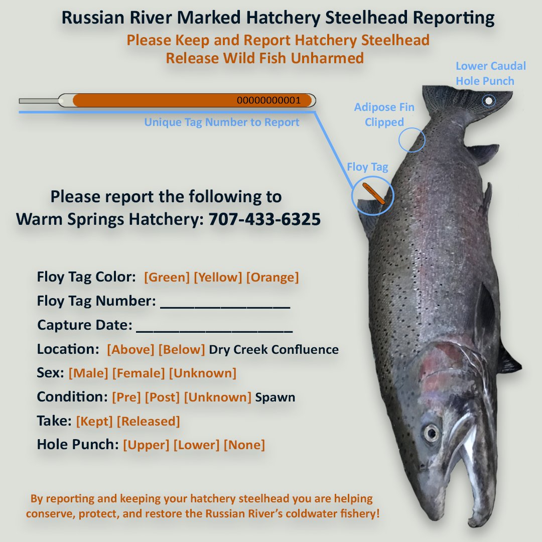 Russian River Salmon Monitoring on X: It is recreational steelhead fishing  season on the #RussianRiver, please remember to call and report any floy- tagged hatchery steelhead you catch or find this year to