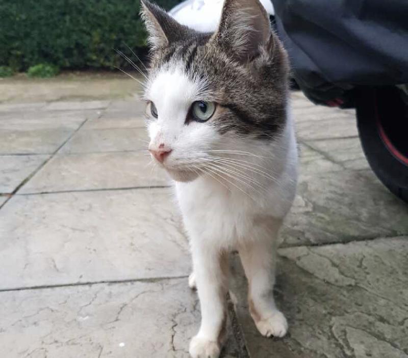cutecatslost's tweet photo. Lost: This is mohan belongs to a loving fam... | Hounslow tw4 6en | https://t.co/CGYy0QvH3T #lostcats #ccl https://t.co/X9cGnShvVF