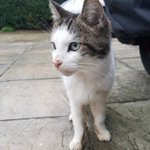 Photo by Cute Cats Lost - UK (@cutecatslost)