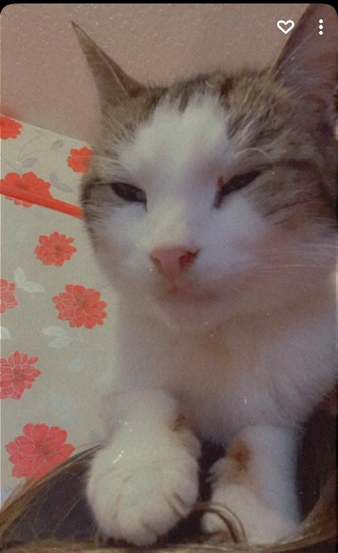 cutecatslost's tweet photo. Lost: He is a white tabby cat with a funny ... | Tw4 6en hounslow | https://t.co/2BPQCFfG62 #lostcats #ccl https://t.co/oRwGnuKge1