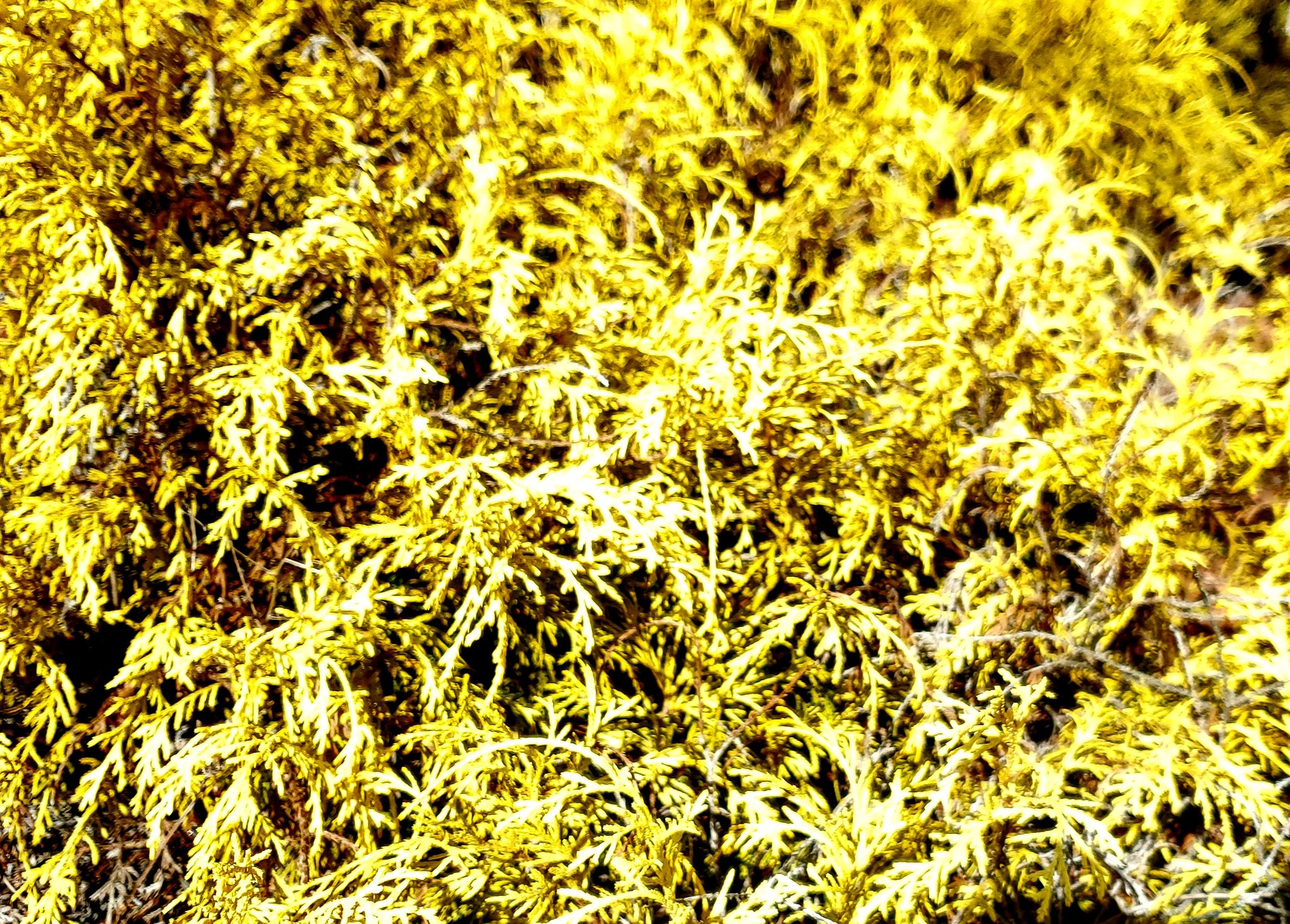 تويتر みどちゃん على تويتر 𓈒𓂂𓇬 冬こそ キラキラ ﾟ Winter Is The Time To Sparkle 𓈒𓂂𓇬 コニファー ゴールデンモップ Conifer Goldenmop 花言葉は 不変 永遠 寒冷地でも力強く大木に生長する Glitterfriday Cleaningisimportant キラキラ