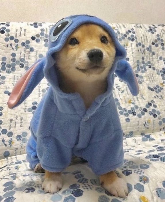 DiloConPerritos's tweet photo. “Ohana significa familia, y tu familia nunca te abandona, ni te olvida” https://t.co/aLq0rZDLYs