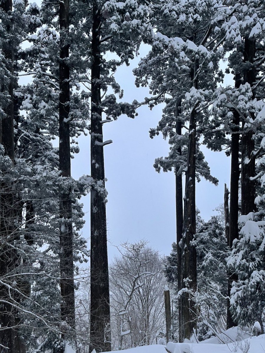 atagojinjya's tweet photo. おはようございます。
今朝の気温は氷点下９度で、天候は雪となっております。
現在の積雪は約３０センチです。
足元に気を付けてお参り下さい。 https://t.co/dRTpJT1OsD