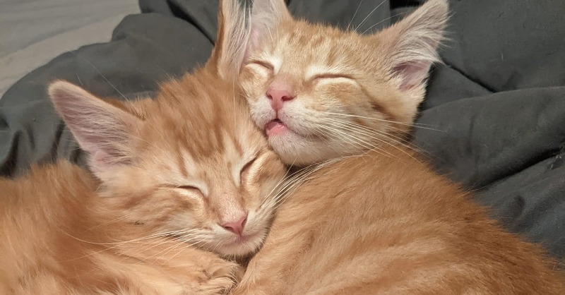 AlexAnimals's tweet photo. Sweet dreams from Binky and Winky! These adorable 4-month-old brothers are resting up so they'll be ready to meet their new family.
Schedule an appointment to meet them virtually at https://t.co/VUbdY6010g. https://t.co/nQmYQsShn1