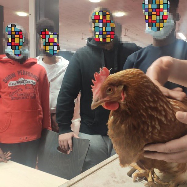 ClgFlamel's tweet photo. Les poules sont arrivées au collège ! Bravo aux élèves et encadrants du projet apprendre autrement pour le travail engagé. Merci à la ferme pédagogique d’Ecancourt pour le partenariat! 🐓👍 https://t.co/vfSqdU42HF