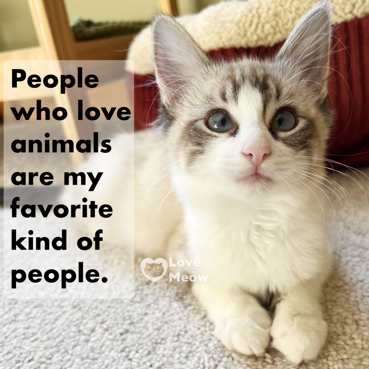 People who love animals are my favorite kind of people.