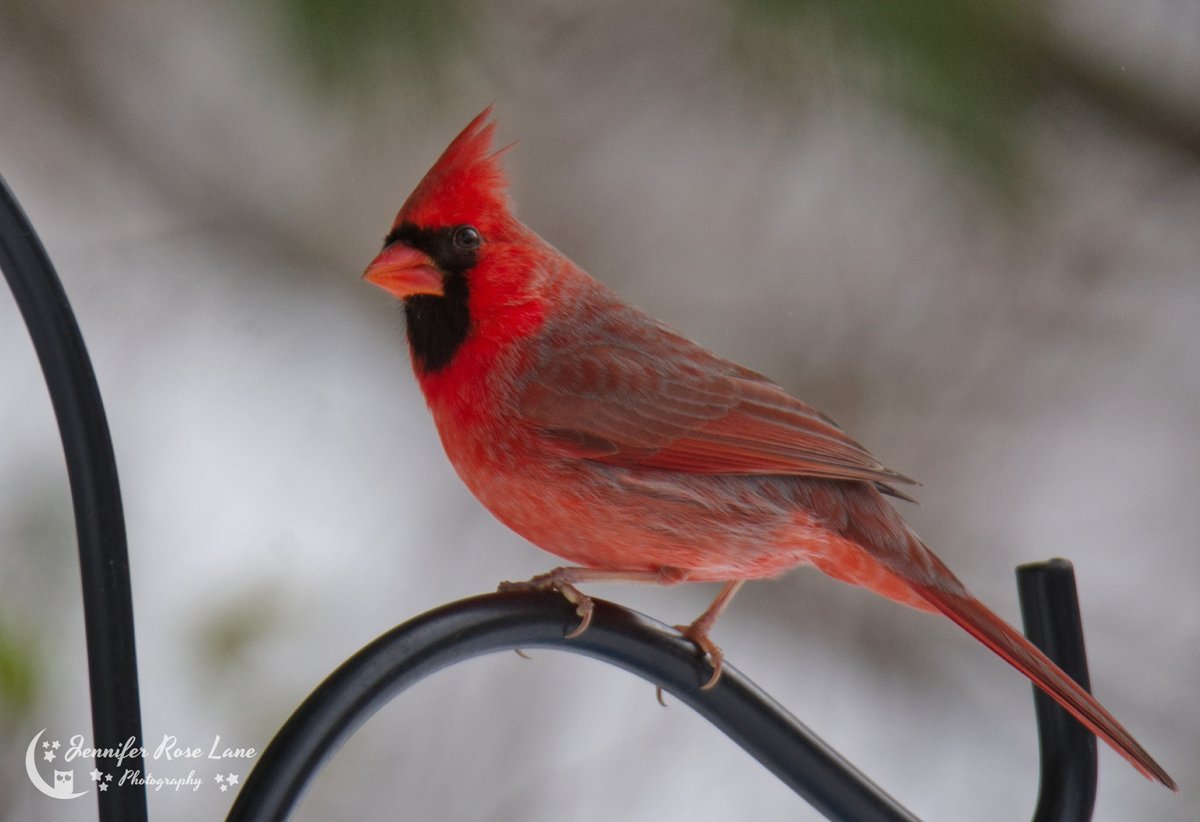 Jens_Starry_Sky's tweet photo. Beautiful little guy π #cardinal #birds #birdwatching #birdsphotography #photography #wv #WVbirds @ThePhotoHour https://t.co/eWoxvgCL6W