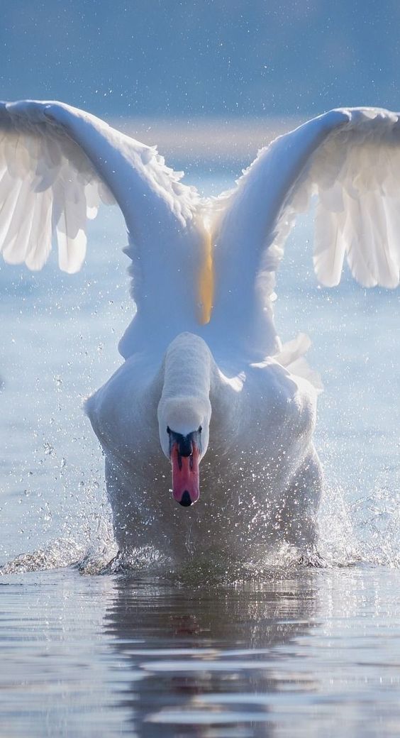 KatanaHugo's tweet photo. A splendid swan !
#photos #photography #animals #birds #swan https://t.co/F9XZERMPd1
