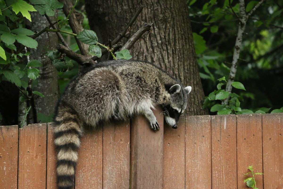aTrapPro1's tweet photo. Hearing strange noises in the attic or scratching in the walls of your crawlspaces at night? Raccoons are nocturnal creatures and love to enter attics, chewing holes and damaging many areas of the roof line. Contact Trappro today! https://t.co/6fy0AGGyNv

#raccoons #animal #md https://t.co/HVmD8ksrD7