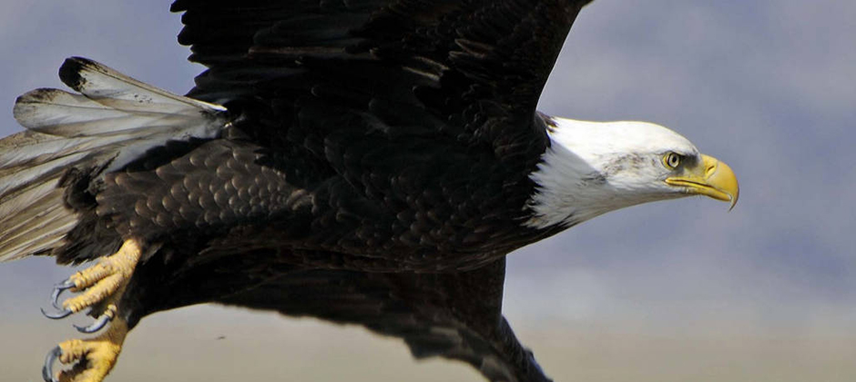 wildlifesociety's tweet photo. Bald #eagles dramatically rebounded from historic lows when the pesticide #DDT was banned in 1972. But lead is another threat to the #birds that continues to challenge their populations. https://t.co/zeR3xxENVH #wildlife #baldeagle #conservation https://t.co/B9A2ez1K88