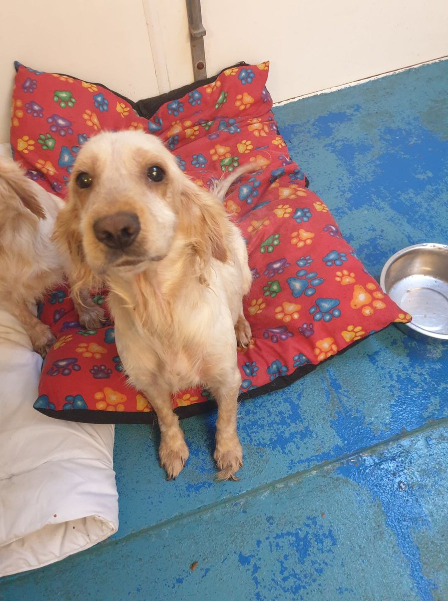AdoptionsUk tweet picture