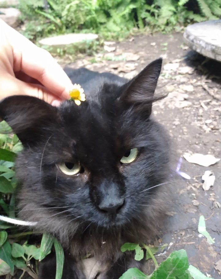 DarthRainbowCat's tweet photo. El día de ayer perdí al hogar de mi corazón, el niño más lindo, mi razón de sonreír cada día y el amor de mi vida. Que bonito se volvió el mundo desde que estuvo por primera vez a mi lado. Mi niño hermoso, mi querido querido Cristiano. ❤️ https://t.co/5So3oy7SjD