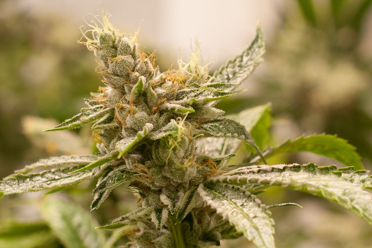 Stop into L’Eagle to try our Staff Picks! Our team has selected the finest flower that knocks our socks off! Have you tried our Blue Dream or Chem Squeezy yet?

#LeagleLife #CannabisCommunity #HighTimes #THC #ExploreDenver #GrowWhatYouKnow #NeighborhoodDispensary #CleanGreen