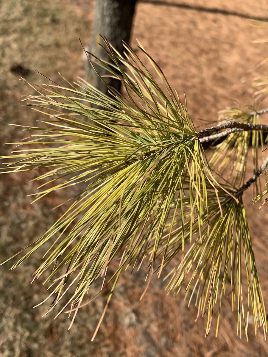 drbillyjbeck's tweet image. Cedar Falls #CropAdvantageSeries today - talking #windbreaks as critical infrastructure for #agriculture! 🌲 💪 

Including native #tree species, like eastern white #pine, leads to long-term functionality

naturalresources.extension.iastate.edu/blog/dr-billy-…

naturalresources.extension.iastate.edu/forestry/iowa_…

@ISUCropNews @ISUANR