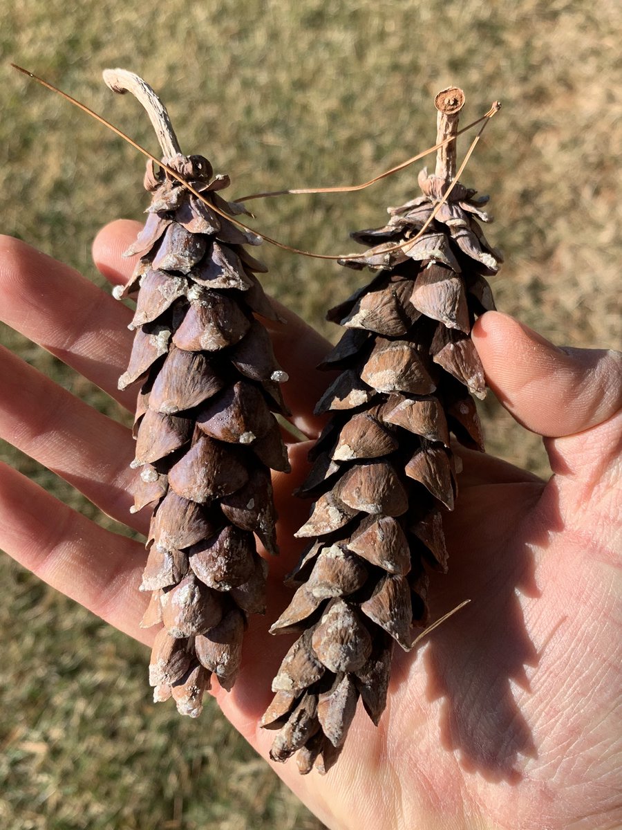 drbillyjbeck's tweet image. Cedar Falls #CropAdvantageSeries today - talking #windbreaks as critical infrastructure for #agriculture! 🌲 💪 

Including native #tree species, like eastern white #pine, leads to long-term functionality

naturalresources.extension.iastate.edu/blog/dr-billy-…

naturalresources.extension.iastate.edu/forestry/iowa_…

@ISUCropNews @ISUANR