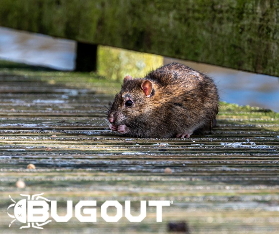 BugOut_Service's tweet image. Do you live in one of the &quot;rattiest&quot; cities in the US? Find out below!

Need Pest Control? Visit bugoutservice.com/pest-control/ NOW!

Article: 
wfla.com/news/tampa-lis…
