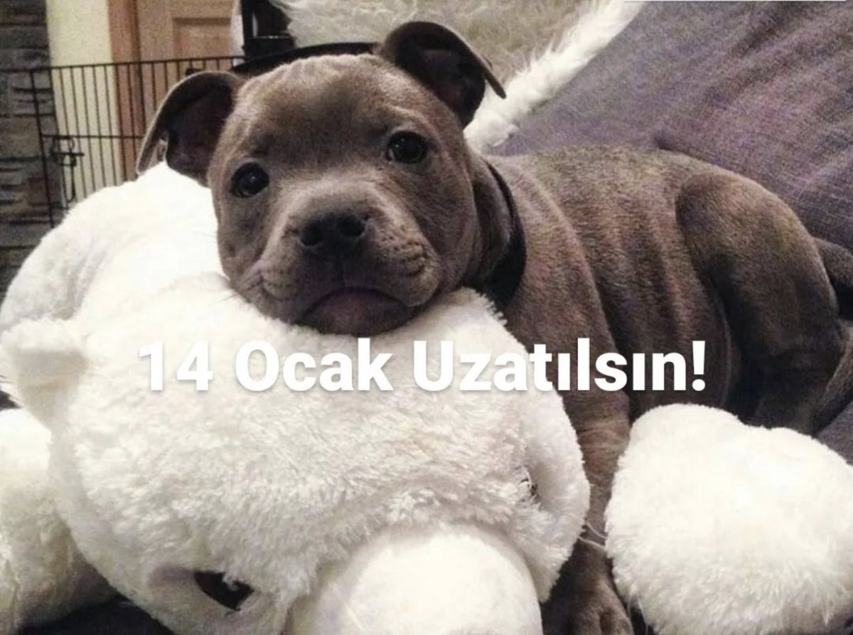 "Yasaklı ırk" olarak ranımlanan hasta ya da yavru köpeklerin kısırlaştırılması ölümlere yol açabilir. Sağlık koşulları gözetilmeden bı hayvanların kısırlaştırılması ve sürenin uzatılmaması karliamı beraberinde getirecektir. #14ocakUzaltılsın