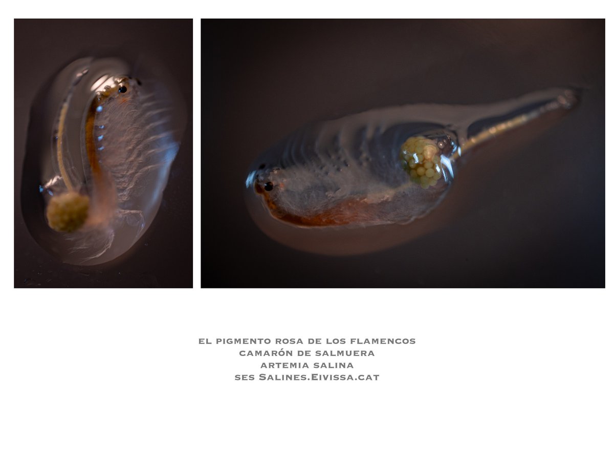 territoriocat's tweet photo. Esto es un ejemplar del minicrustáceo Artemia salina, con un saco de huevos, en una gota de agua... Está vivo... . Este bicho es parte fundamental de la dieta de los flamencos y el organismo que mayormente les aporta los pigmentos carotinoides que los vuelven de color rosa... https://t.co/NKoAMvcUTl