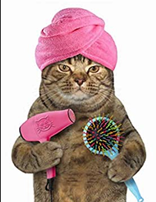 paulbrienwrites's tweet photo. How a Cat Can Road Test a Story Idea - Episode 2: Bridget Jones's Diary #WritingCommunity #writechat #writing #WritingQ https://t.co/OPmSwkJBQj