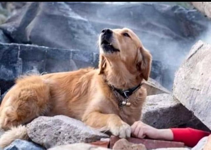 aydemir_hamide's tweet photo. Ben daima insanın kendisinden daha güçsüzlere nasıl davrandığınin,onun gerçek karakterini gösterdiğini  düşünüyorum ..
Jeaniene Frost
#14ocakUzaltılsın 
Unutma insanoğlu bu günü!!! https://t.co/QATDFfAlOF