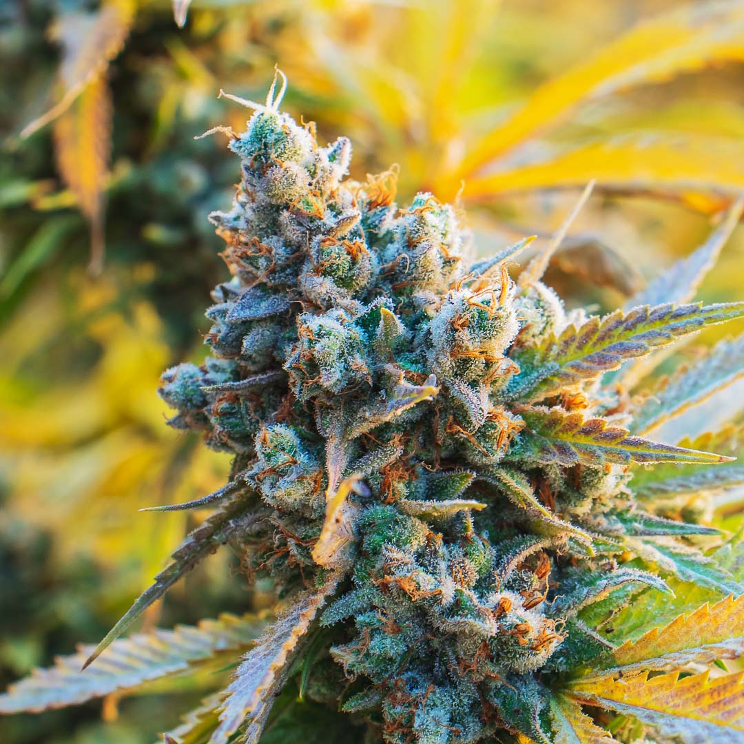 NuvuePharma's tweet photo. It's #HarvestWeek once again. Looking Yummy!!! 🌲🧐🤩🥳
#NuVue #NuVuePharma🔥 #CannabisCommunity https://t.co/enjxo5wTZa