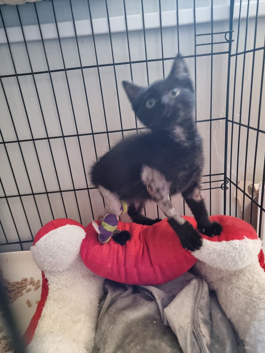BCWRkittens's tweet photo. #ElfUpdate! It's one week since our cheeky Elf had major surgery to repair one of his very damaged legs at Torrington Orthopaedics @Torrorth. In the first picture you can see Elf living up to his name being cheeky & playful... #elftherescuekitten #bcwr #catrescue #CatsOfTwitter https://t.co/XesMlBIXmD