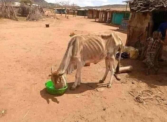 esmael_smitb's tweet photo. እባካችሁ 😭 Retweet ይደረግ🙏
በሶማሌ ክልል ከባድ ድርቅ የፈጠረው ሰብዓዊ ቀውስ ወደ ከፋ ደረጃ እየደረሰ ነው። የቤት እንስሳት እያለቁ ነው። ሰው በውሃ ጥምና በረሀብ እየተጎዳ ነው።
Via @MOusmanova https://t.co/xhuBOAn5Ef