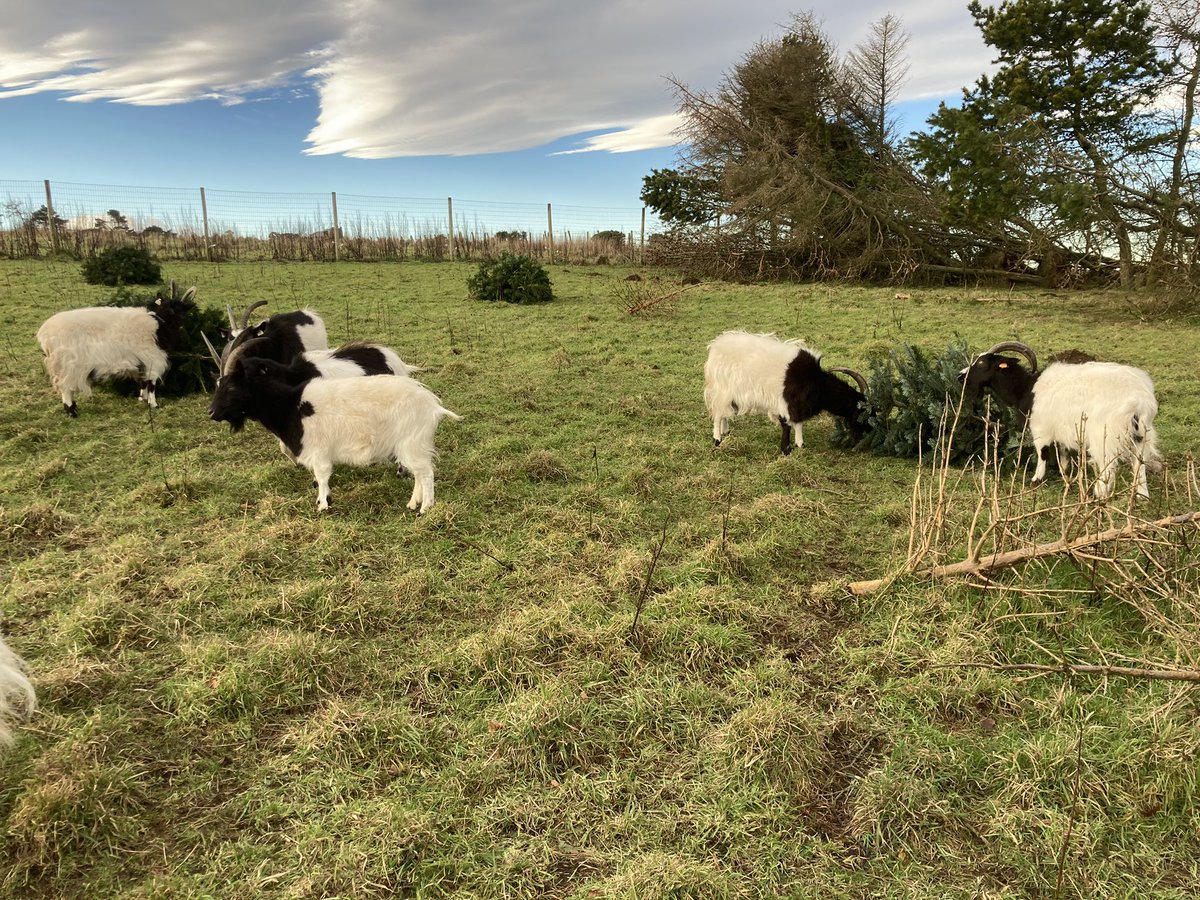 BootifulBonnieBagots tweet media